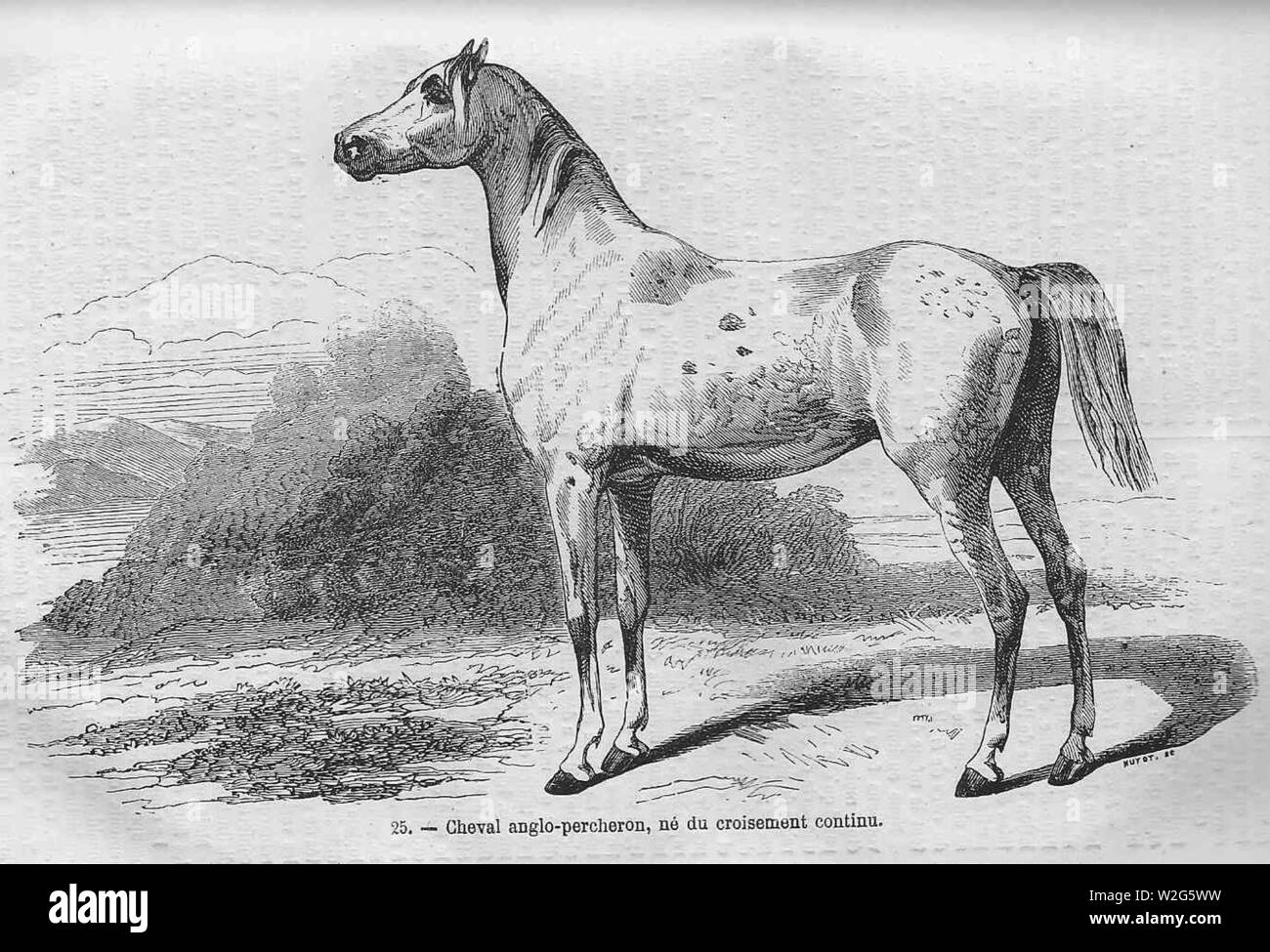 Cheval percheron d'origine anglaise par croisement continu. Banque D'Images