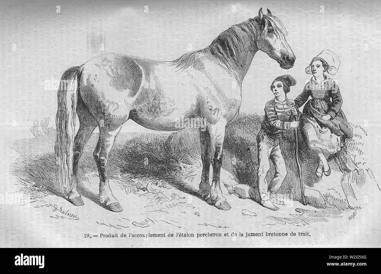 Croisement cheval percheron x breton. Banque D'Images