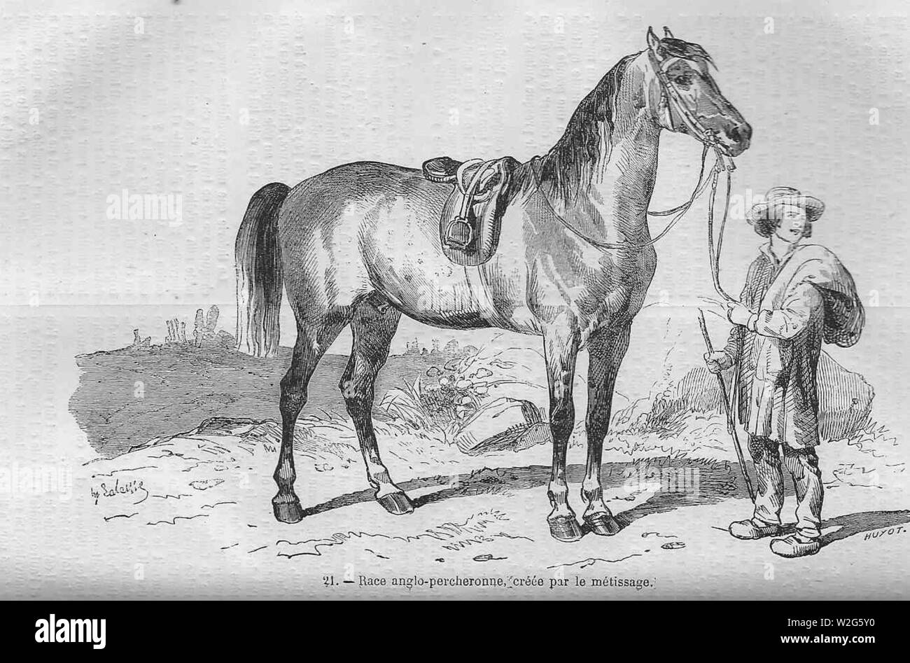 Cheval percheron d'origine anglaise par le métissage. Banque D'Images