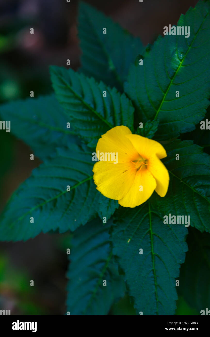 Turnera ulmifolia jaune Banque D'Images