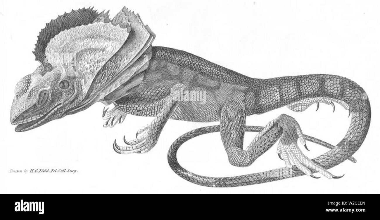 Chlamydosaurus kingii gravure par M. Curtis 1827. Banque D'Images