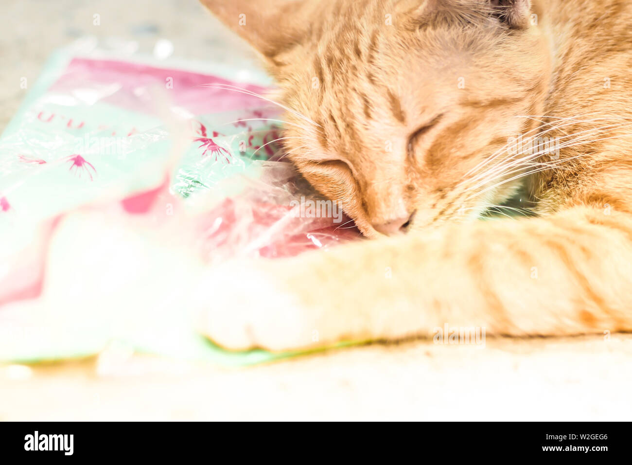 Chat tigré orange chaton mâle dormir recroquevillé Banque D'Images