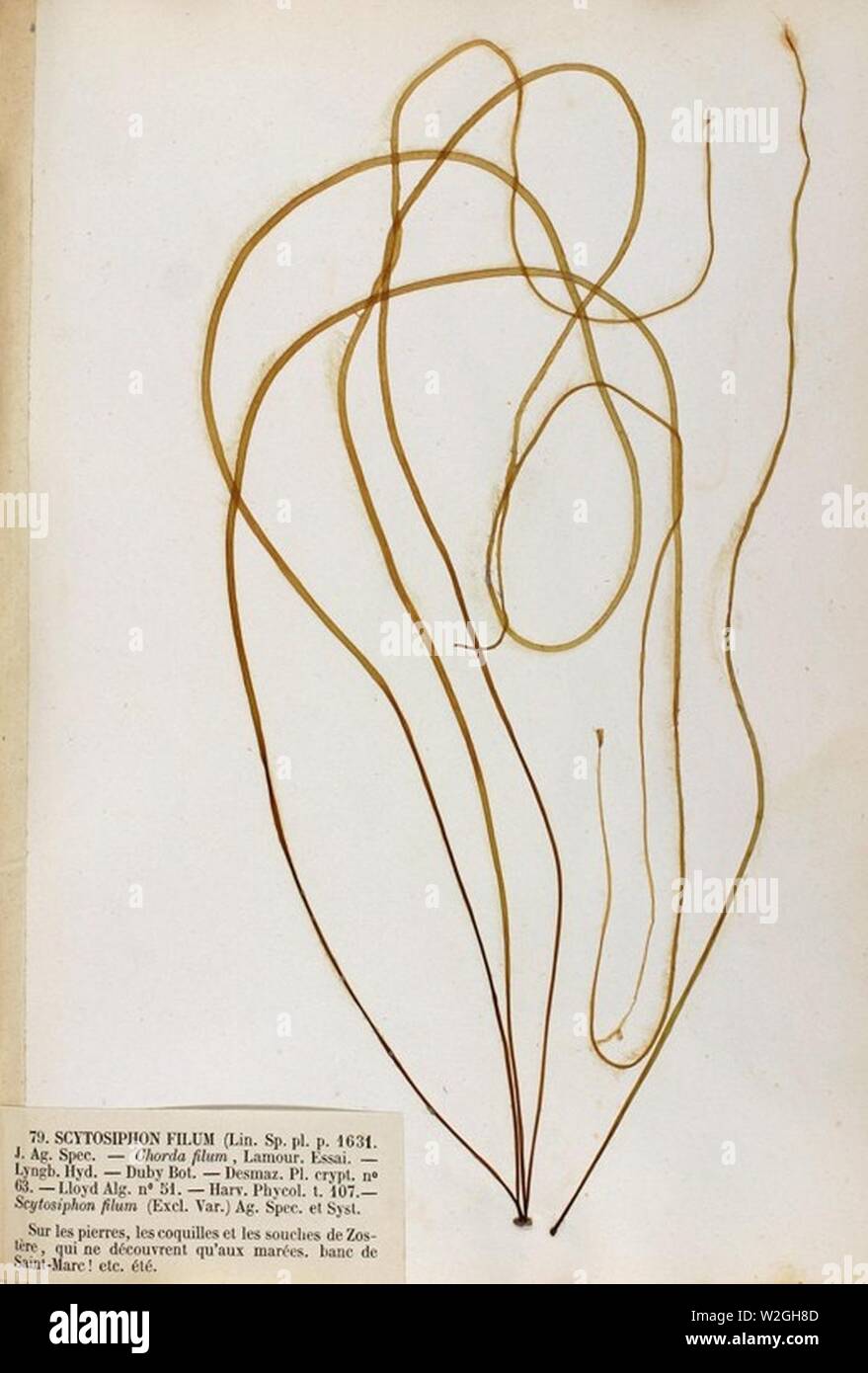 Crouan the history collection Banque de photographies et d’images à