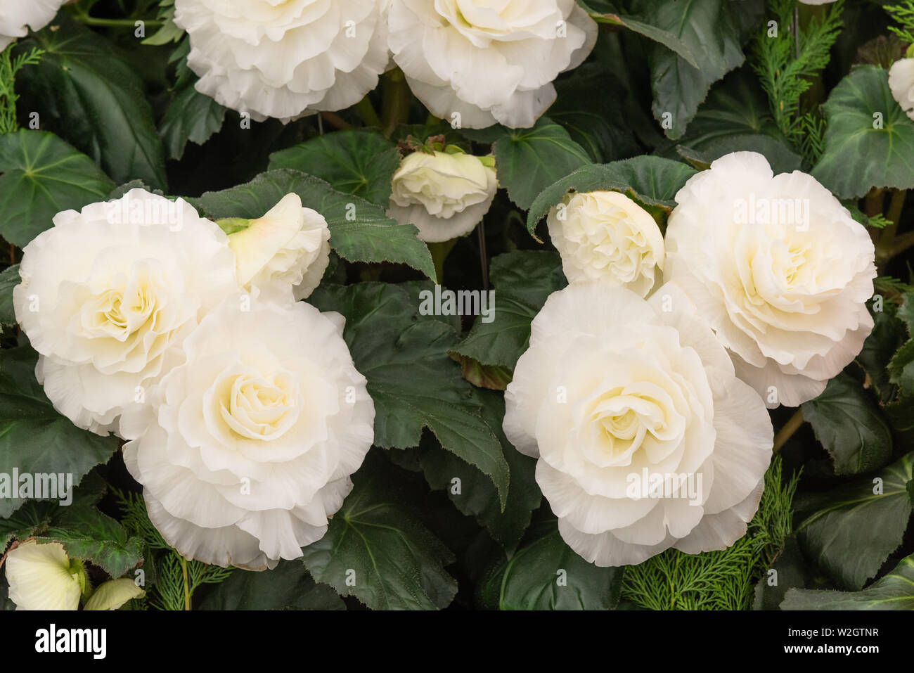 Begonia 'Lancelot' blanc Banque D'Images