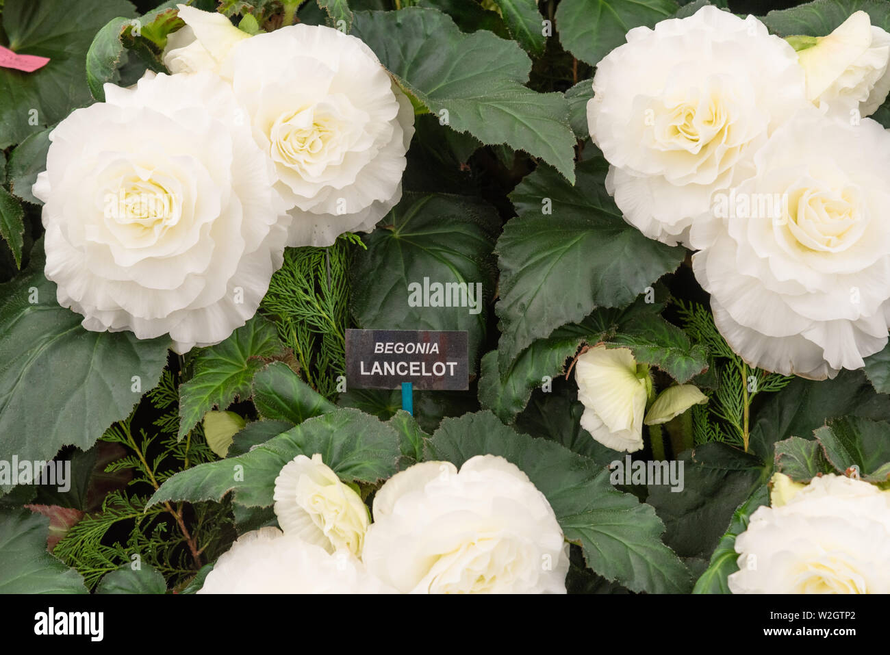 Begonia 'Lancelot' blanc Banque D'Images