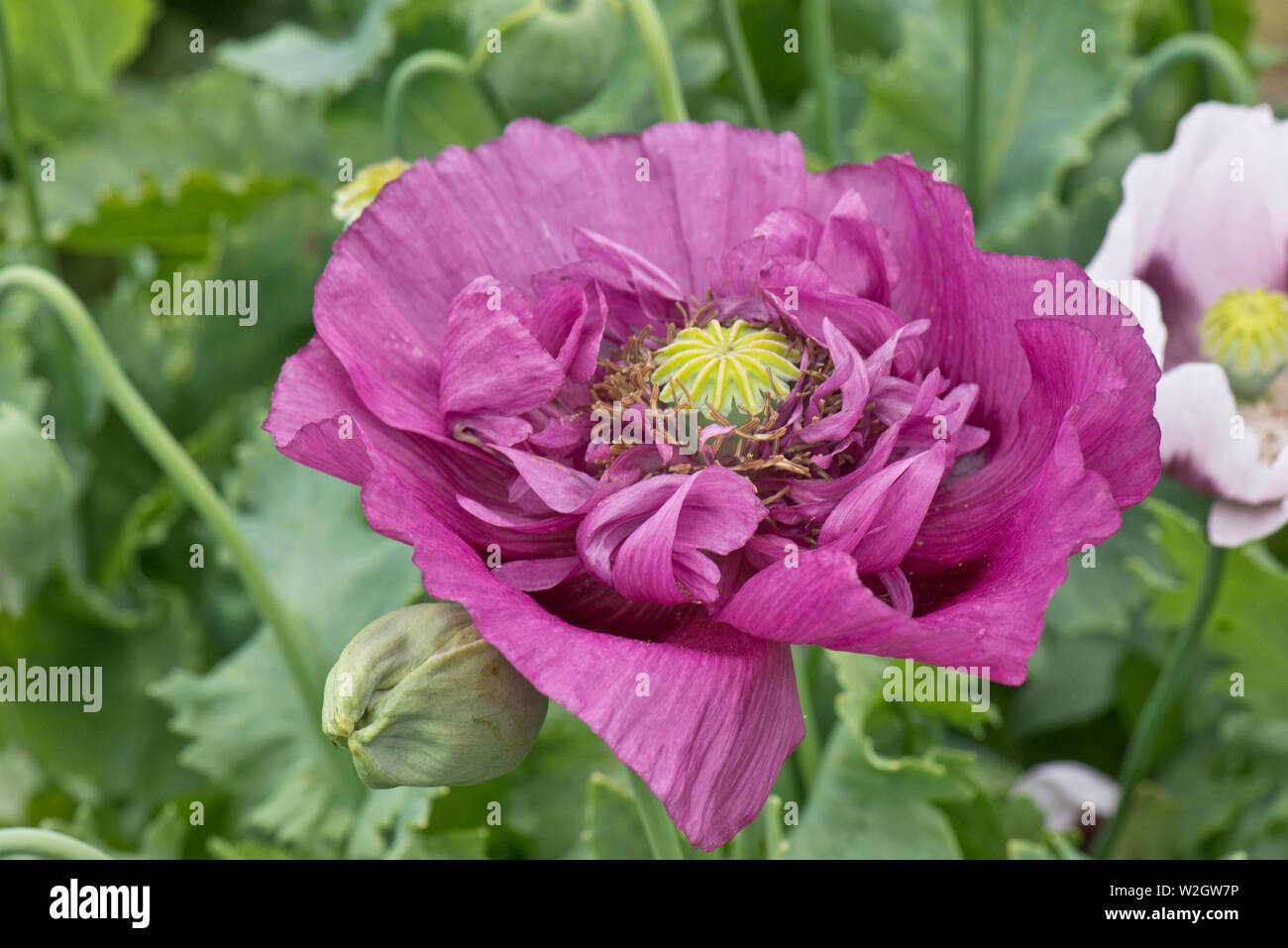 Lilac pavot à opium, Papaver somniferum, fleurs aux couleurs vives de ce e poppy country garden, juin Banque D'Images