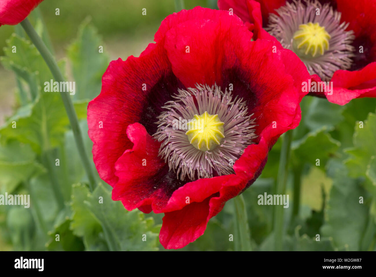 Du pavot à opium, Papaver somniferum, fleurs aux couleurs vives de ce e poppy country garden, juin Banque D'Images