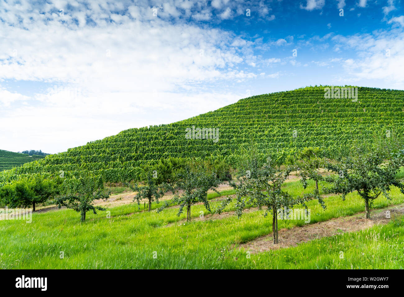 Les arbres fruitiers à l'avant, une vigne sur une colline au milieu, le bleu ciel nuageux dans le dos - l'été coloré photo Banque D'Images