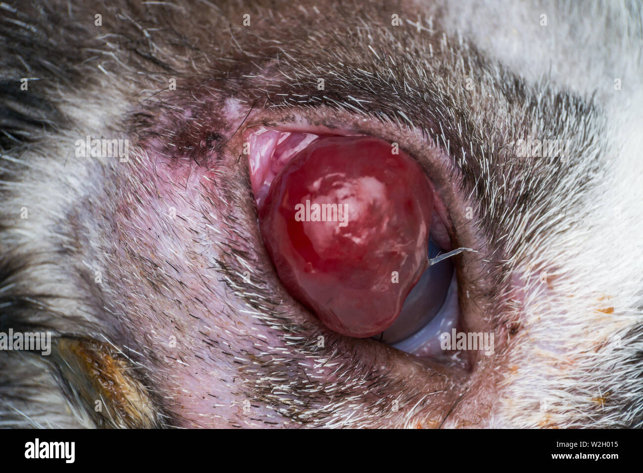Ulcere Corneen Et Descemetocele Dans Jeune Chat De Street Photo Stock Alamy Ulcere Corneen Et Descemetocele Dans Jeune Chat De Street Photo Stock Alamy
