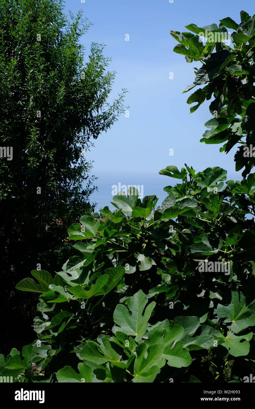 Une belle vue sur la mer depuis une taverne dans le village sur une colline d'AFionis situé dans les collines de Corfou Banque D'Images