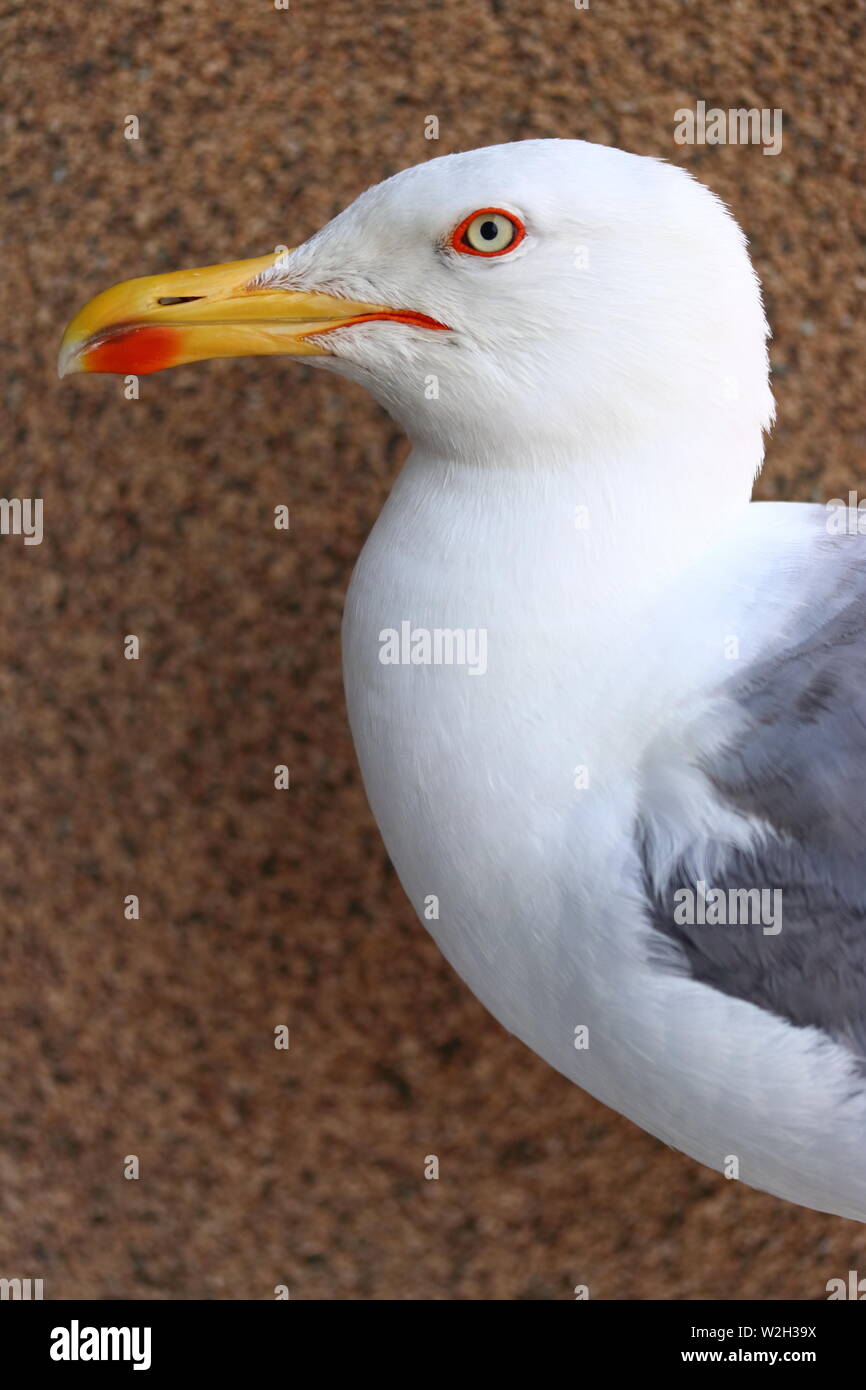 Mouette Banque D'Images