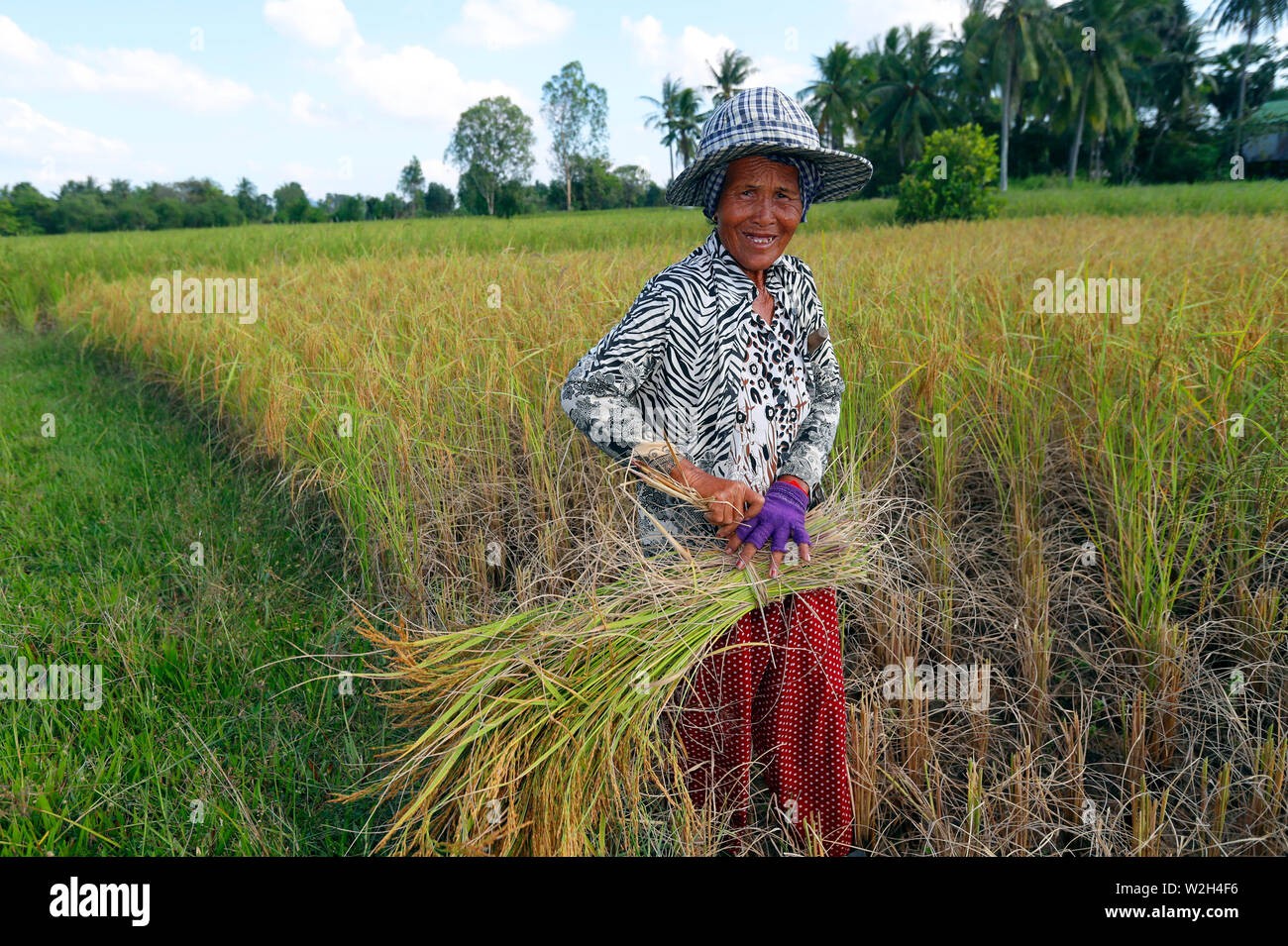 Femme âgée travaillant dans les rizières. Récolte de riz. Kep. Le Cambodge. Banque D'Images