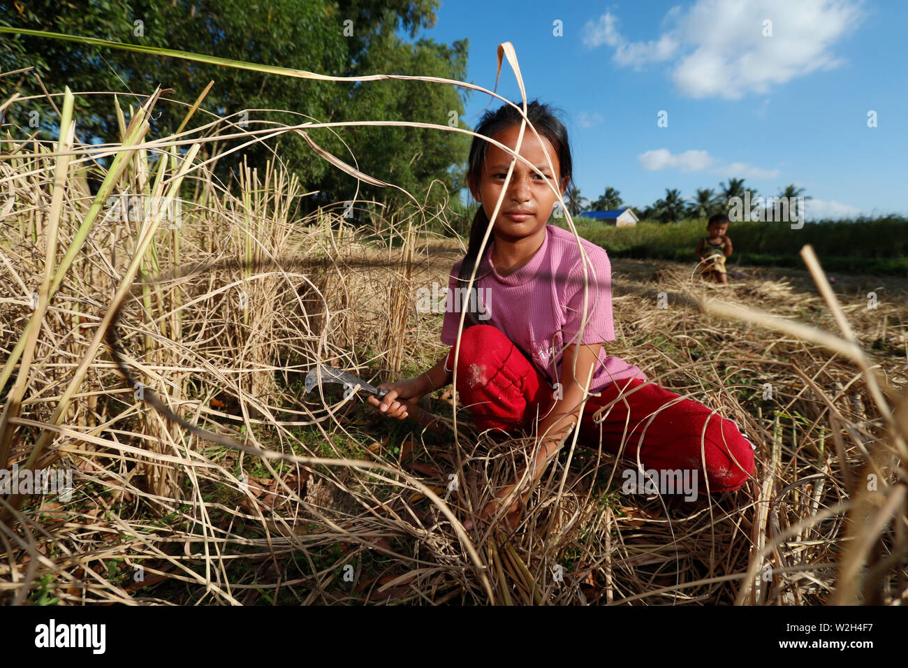 Jeune fille travaillant dans les rizières. Récolte de riz. Kep. Le Cambodge. Banque D'Images