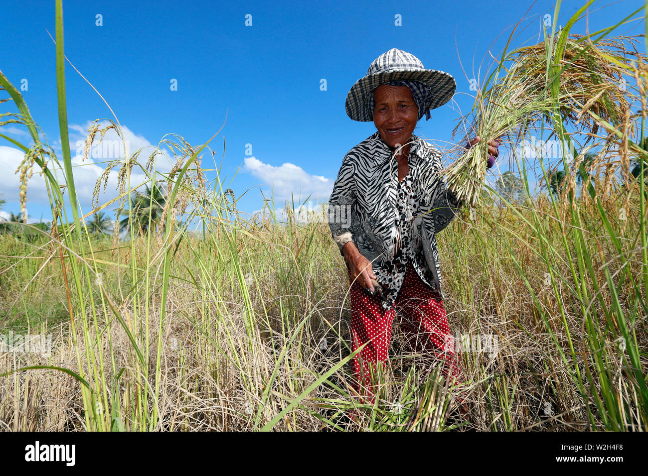 Femme âgée travaillant dans les rizières. Récolte de riz. Kep. Le Cambodge. Banque D'Images