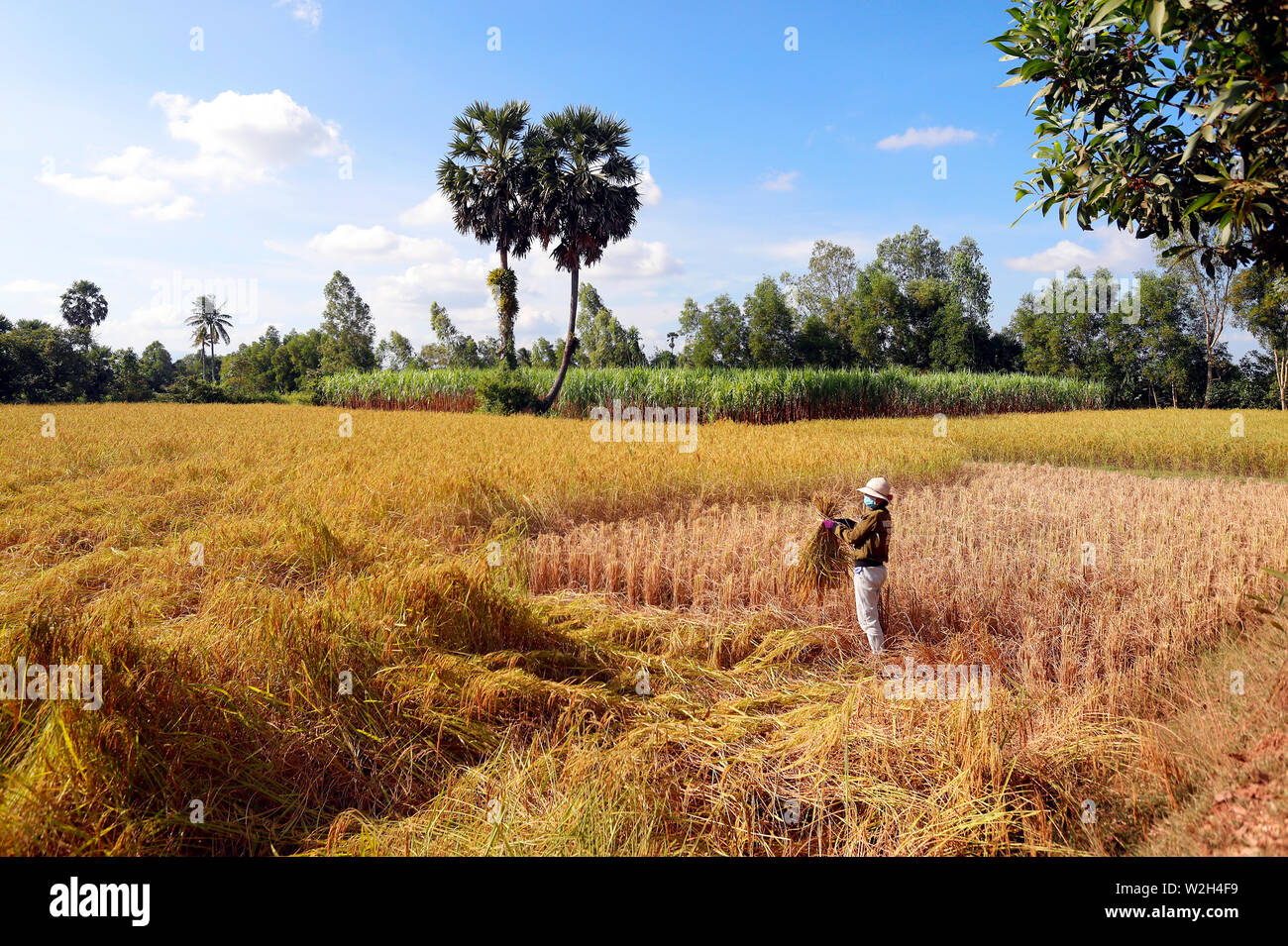 Femme travaillant dans les rizières. Récolte de riz. Kep. Le Cambodge. Banque D'Images