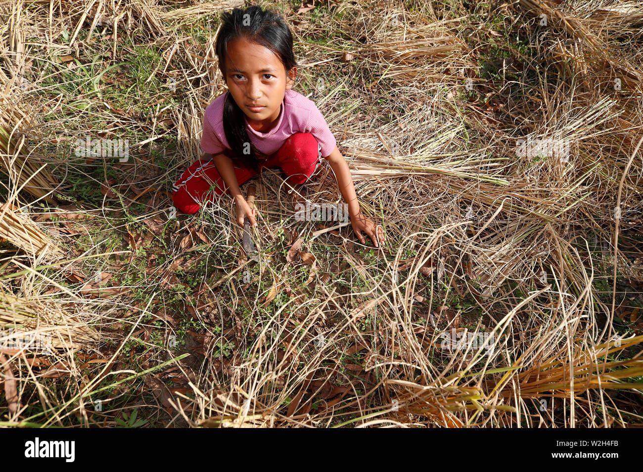 Jeune fille travaillant dans les rizières. Récolte de riz. Kep. Le Cambodge. Banque D'Images
