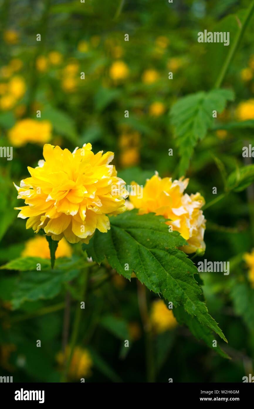 Close up of vexille japonica fleur jaune Banque D'Images