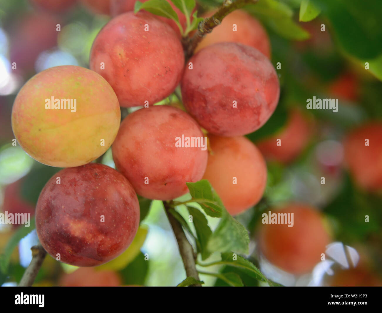 Les prunes sur un prunier, Prunus cerasifera, cherry-prunes Banque D'Images