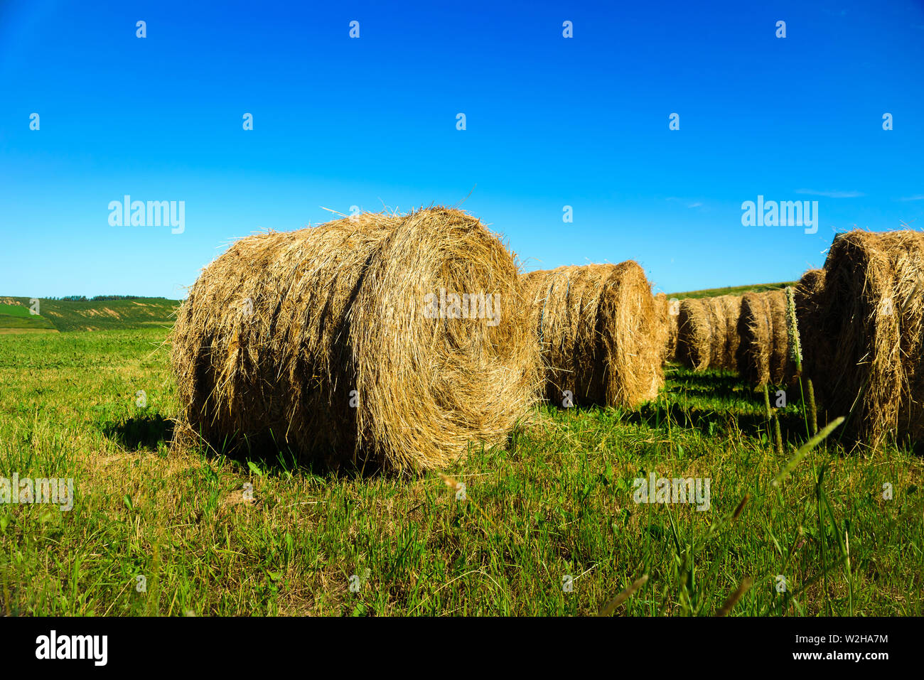 Meules sur champ vert à l'été en Pologne. Ciel bleu clair Banque D'Images