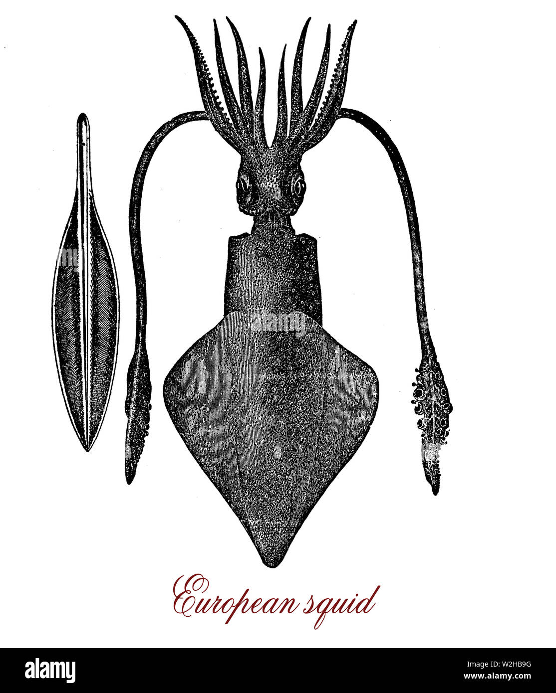 European squid est un grand calmar du manteau avec un corps cylindrique  mince et vivant dans les eaux côtières de la mer du Nord à l'Afrique. Il a  une grande valeur commerciale