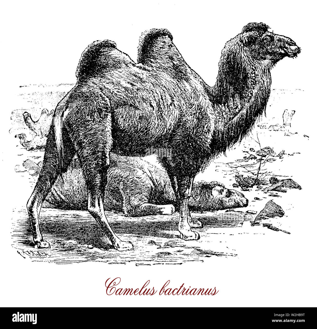 Le chameau de Bactriane (Camelus bactrianus) est un grand-même originaire d'ongulés aux steppes de l'Asie centrale. Le chameau a deux bosses sur le dos et sert depuis l'antiquité comme animal domestiqué pack. Banque D'Images