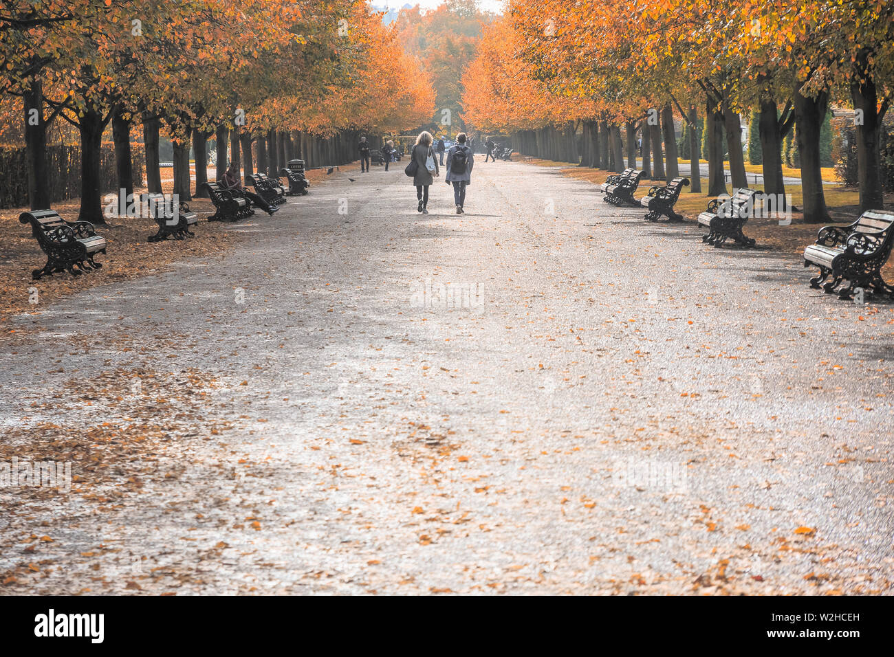Scène d'automne, low angle view of avenue ombragée d'arbres dans Regent's Park de Londres Banque D'Images