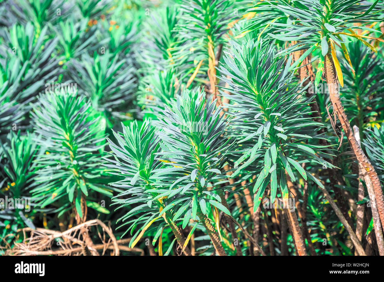 Plante à feuilles persistantes, l'euphorbe ésule (Euphorbia characias euphorbe méditerranéenne ou de l'albanie) dans Regent's Park de Londres Banque D'Images