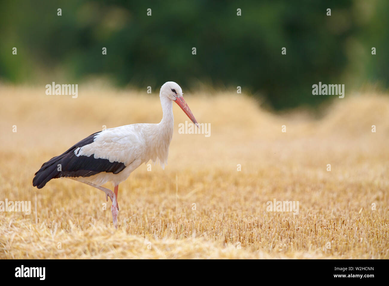 Cigogne Blanche (Ciconia ciconia) à la recherche de nourriture sur un champ de chaumes, près de Francfort, Allemagne. Banque D'Images