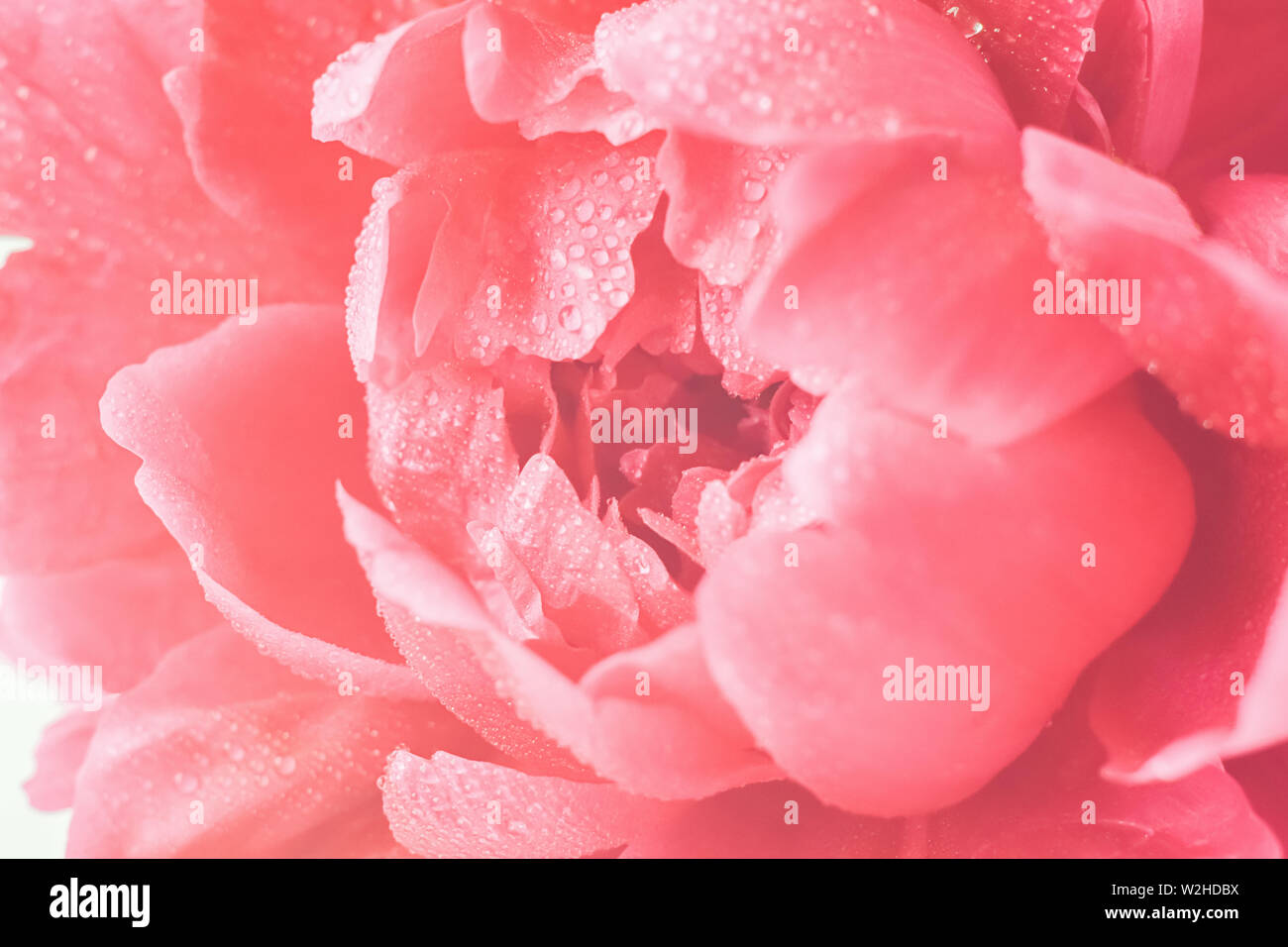 Pivoine fleur couleur corail close-up macro. Isoler les fleurs fraîches. Fond naturel. Focus sélectif. Banque D'Images