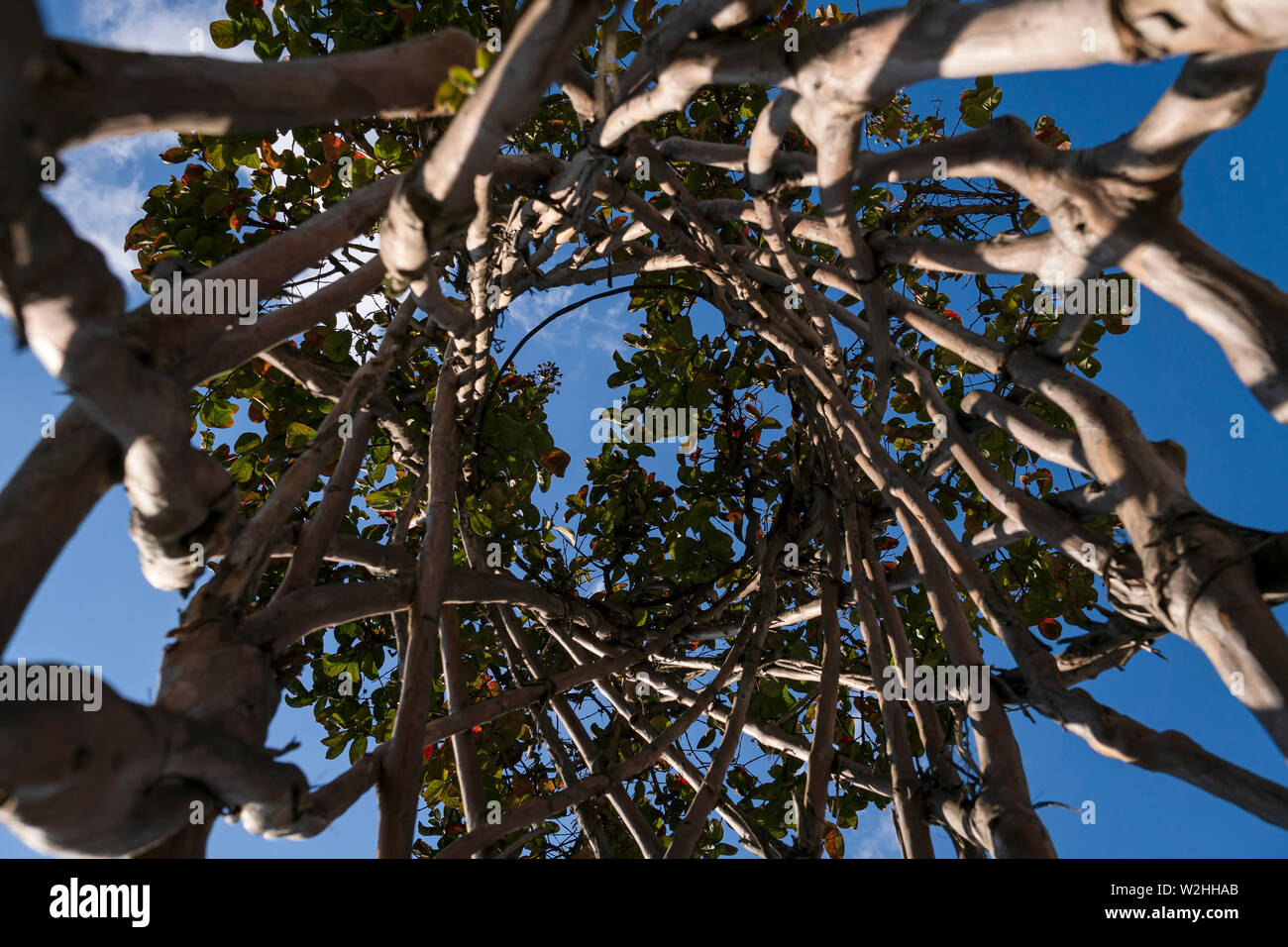 Une crêpe tissé myrte ou Lagerstroemia indica dans un parc Banque D'Images