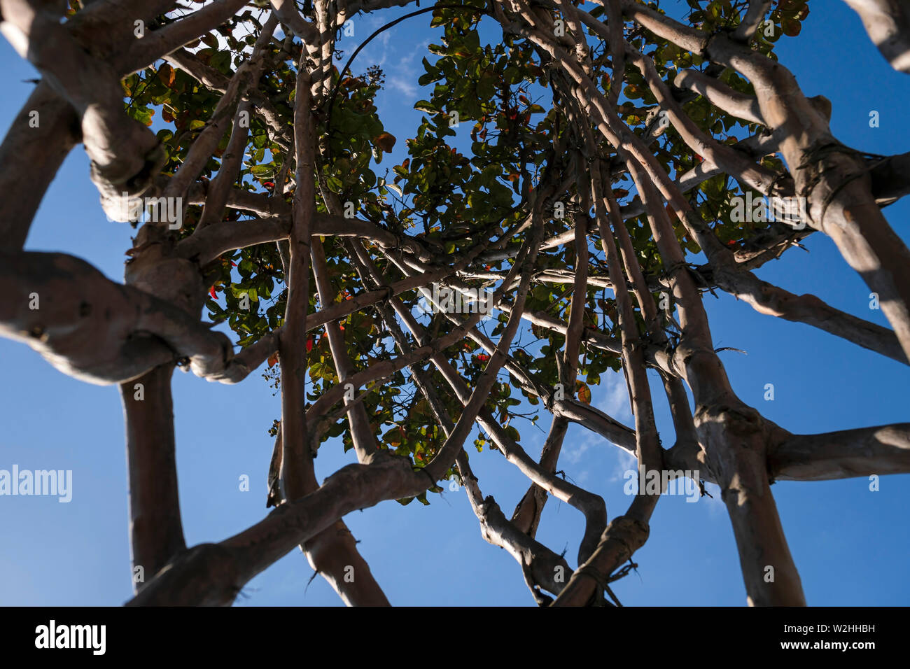 Une crêpe tissé myrte ou Lagerstroemia indica dans un parc Banque D'Images