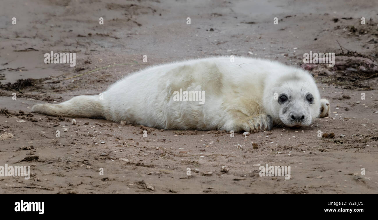 Un très jeune phoque se prélasse sur la plage regardant vers l'avant à l'appareil photo Banque D'Images