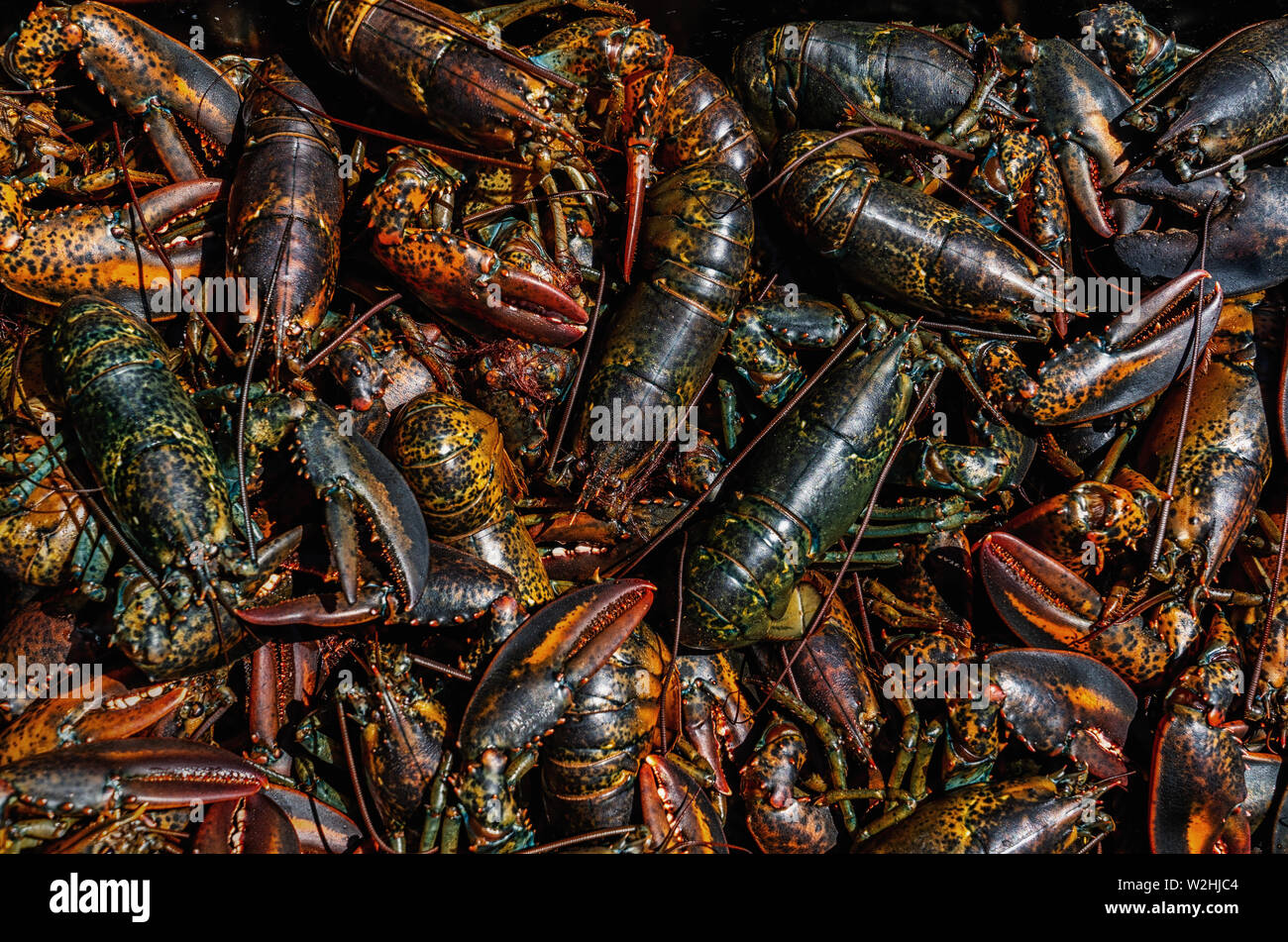 Homard capturé frais dans un bain à remous de Fisher. Banque D'Images