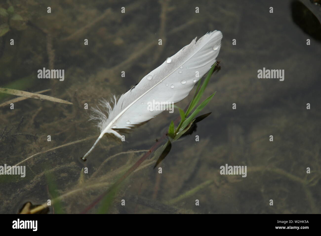 Plume blanche avec des gouttes d'eau sur l'eau dérive Banque D'Images