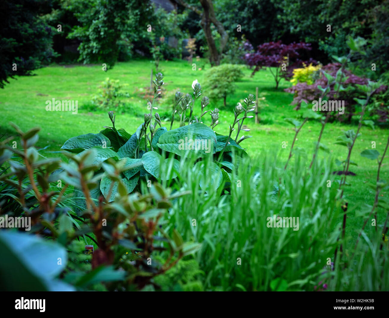 Floraison Hosta crampons sur le point d'ouverture se détachent sur un Acer bank dans le lopins de jardin amateur. 07/07/19 Banque D'Images