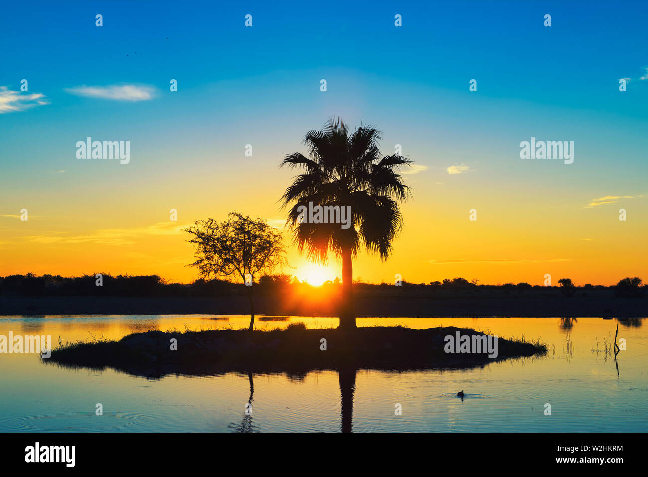 Coucher de soleil derrière un palmier silhouette sur une petite île dans un lac en Namibie Banque D'Images