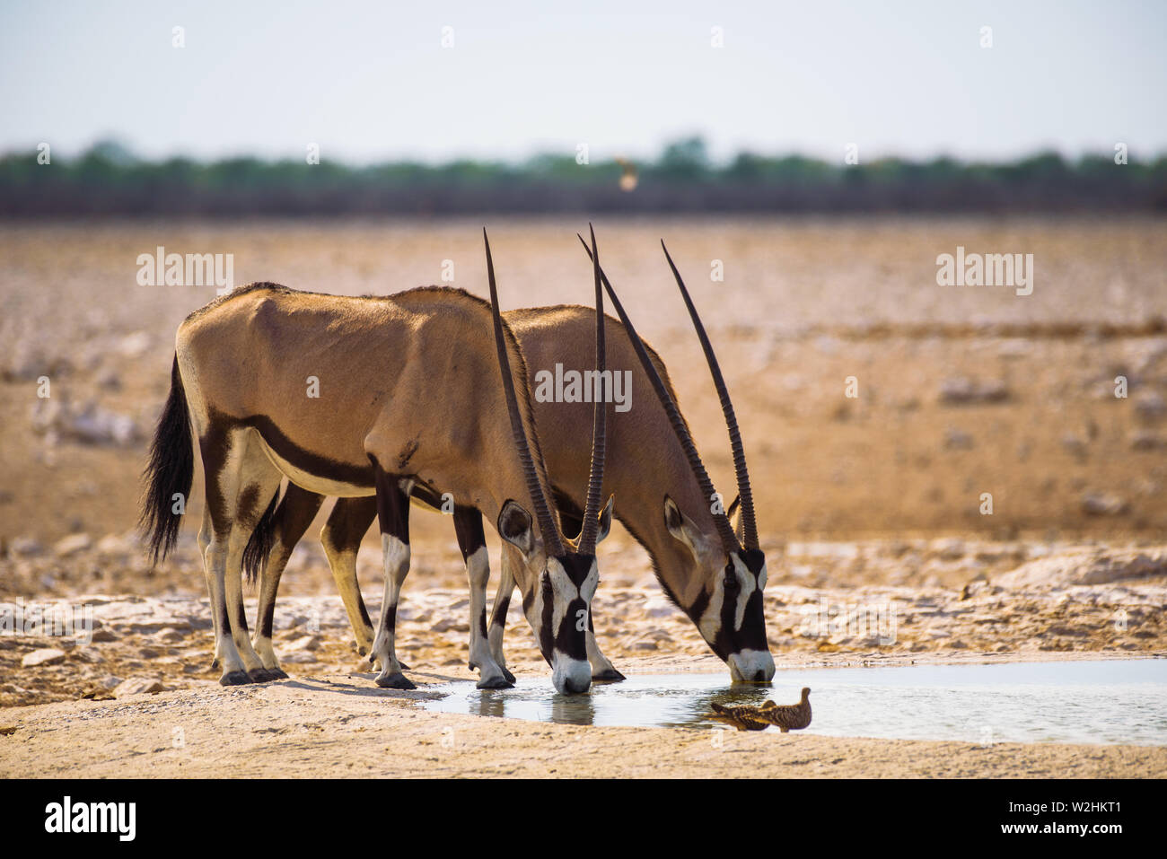 Deux gazellas oryx boire de l'eau au lever du soleil dans le parc national d'Etosha, Namibie Banque D'Images