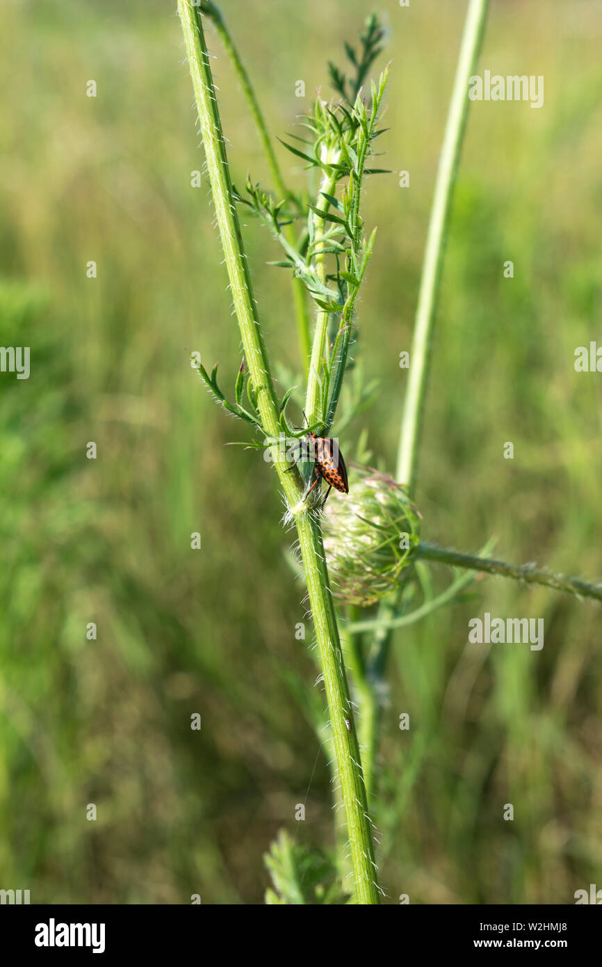 Rayé italien Bug sur une plante verte Banque D'Images