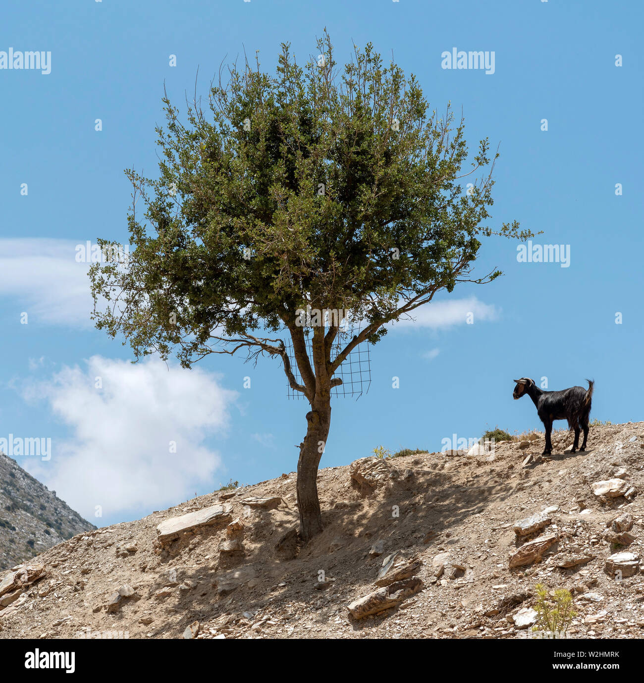 Crète, Grèce. Juin 2019. Une chèvre de montagne de Crète tout seul par un arbre sur une montagne. Banque D'Images