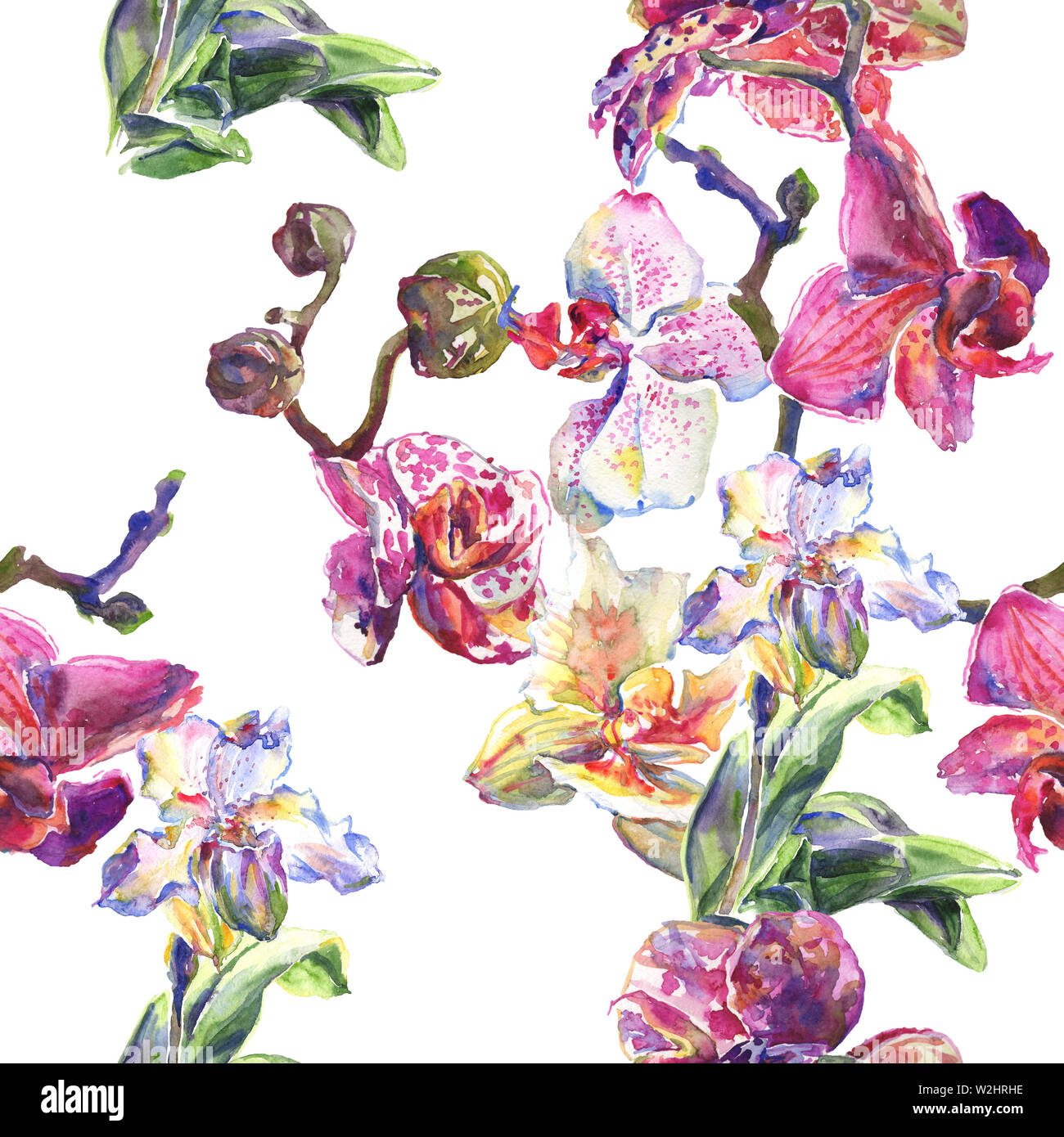 Floral fleurs orchidées botaniques. Printemps sauvage de fleurs sauvages de la feuille. Illustration à l'aquarelle. Aquarelle Dessin aquarelle de mode. Fond transparent Banque D'Images