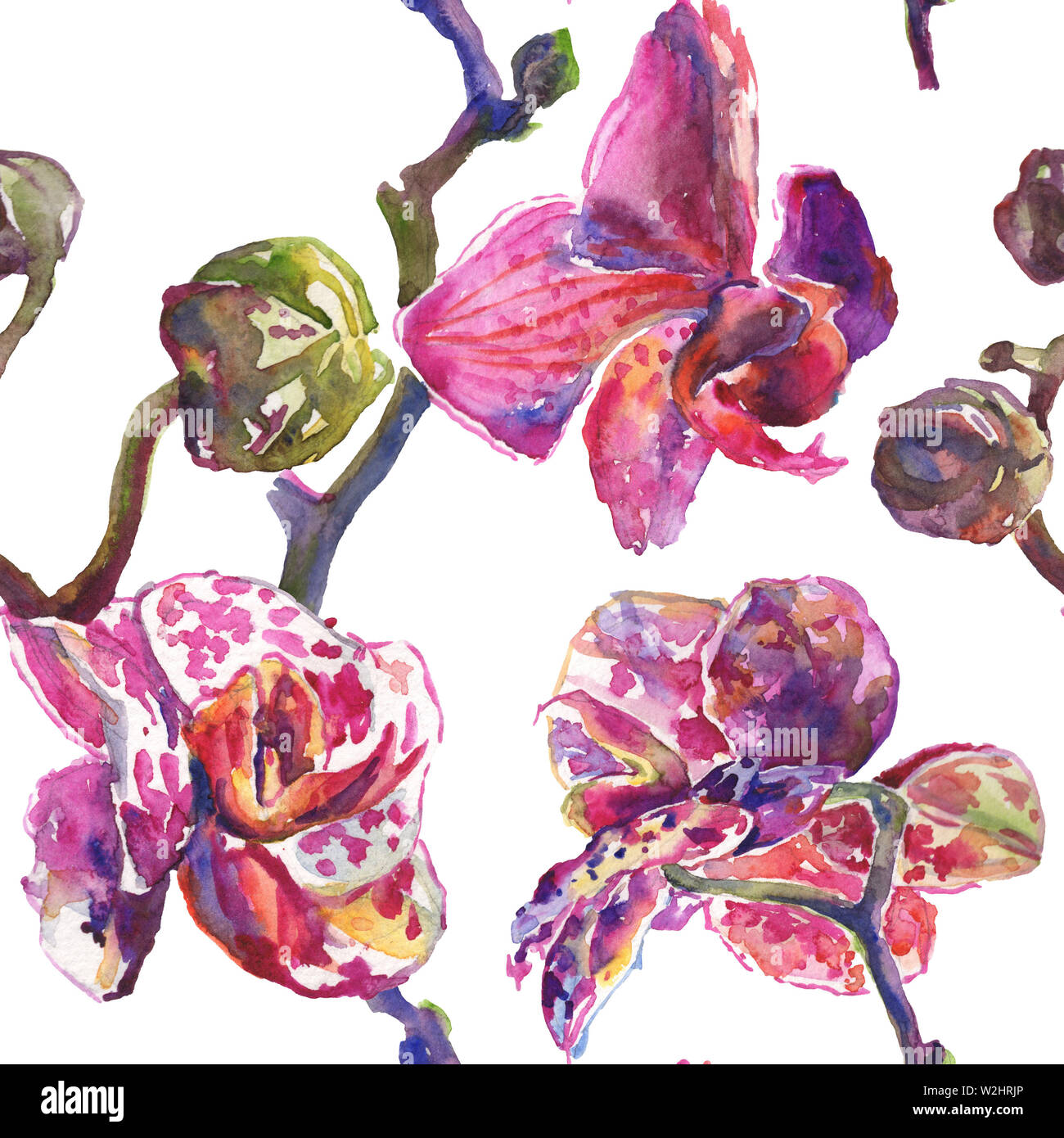 Floral fleurs orchidées botaniques. Printemps sauvage de fleurs sauvages de la feuille. Illustration à l'aquarelle. Aquarelle Dessin aquarelle de mode. Fond transparent Banque D'Images