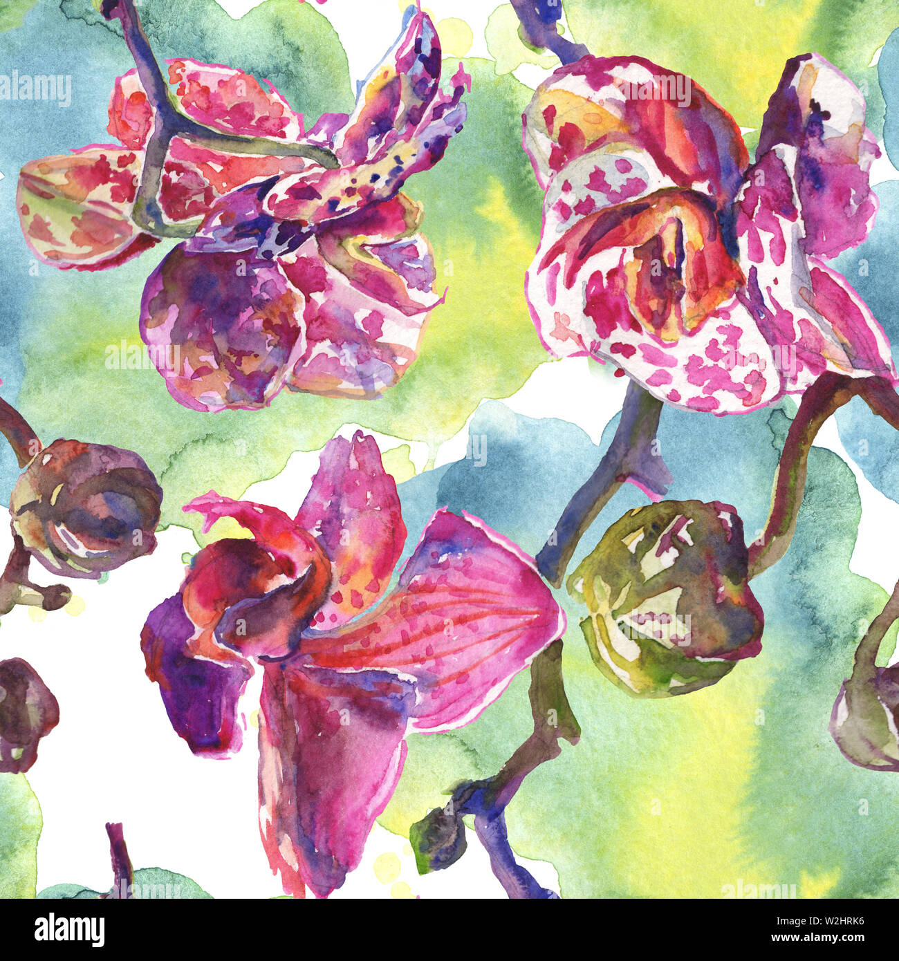 Floral fleurs orchidées botaniques. Printemps sauvage de fleurs sauvages de la feuille. Illustration à l'aquarelle. Aquarelle Dessin aquarelle de mode. Fond transparent Banque D'Images