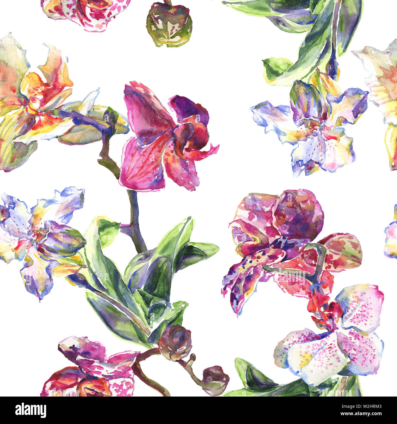 Floral fleurs orchidées botaniques. Printemps sauvage de fleurs sauvages de la feuille. Illustration à l'aquarelle. Aquarelle Dessin aquarelle de mode. Fond transparent Banque D'Images