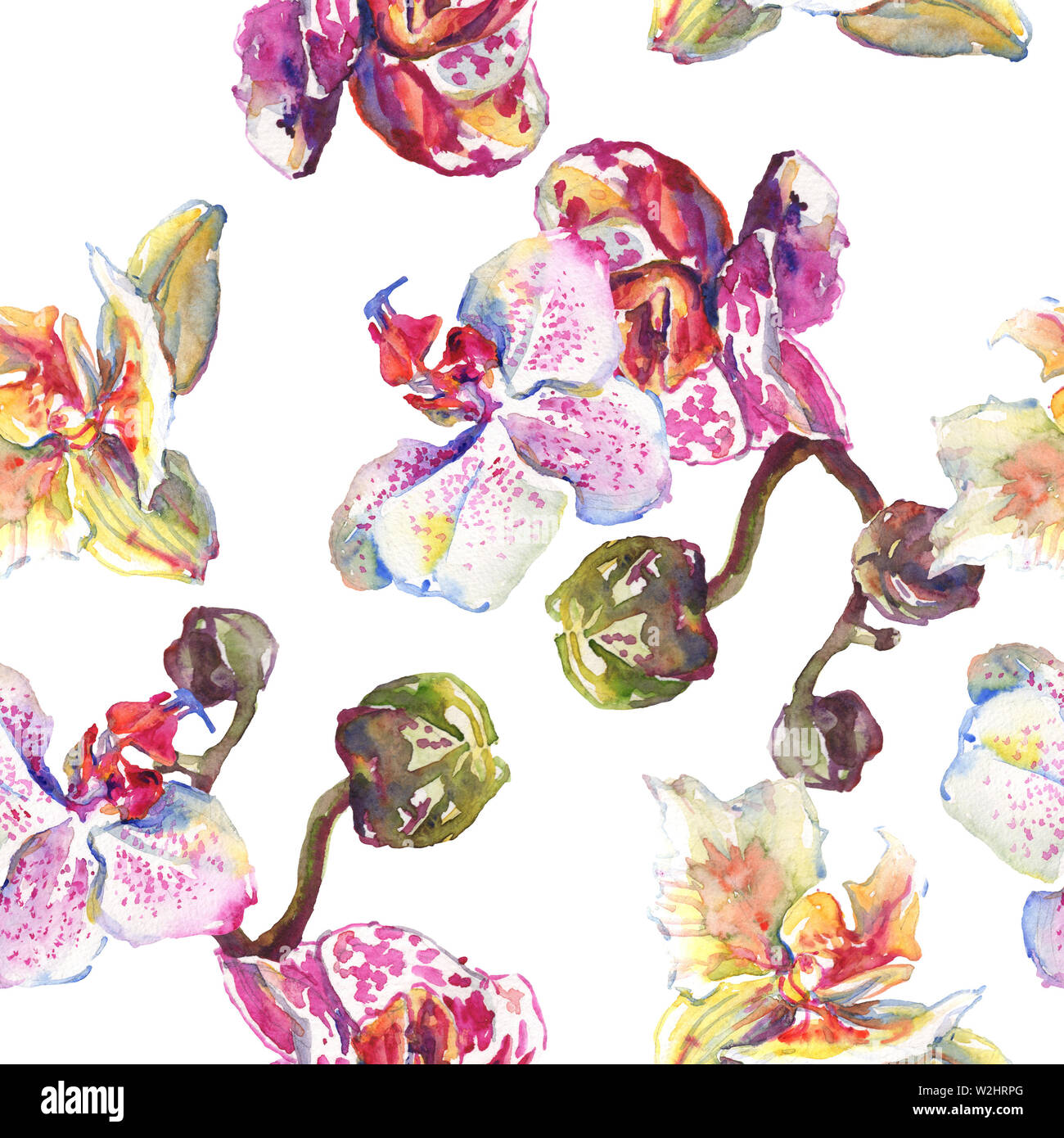 Floral fleurs orchidées botaniques. Printemps sauvage de fleurs sauvages de la feuille. Illustration à l'aquarelle. Aquarelle Dessin aquarelle de mode. Fond transparent Banque D'Images