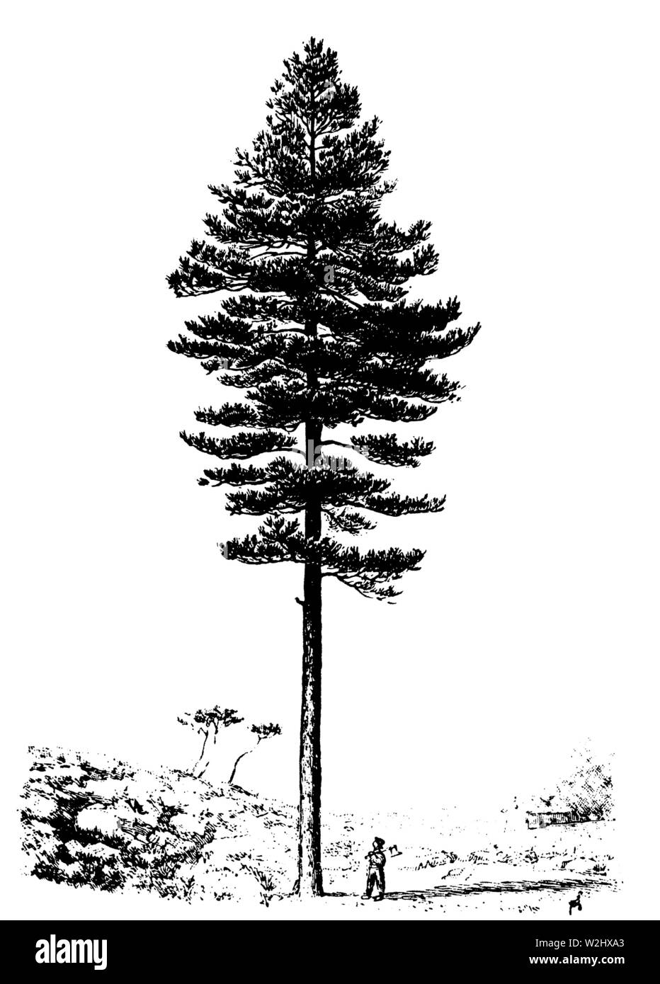 Pin ou pin noir (Pinus nigra), Pinus nigra, modèle d'impression (livre, 1911) Banque D'Images