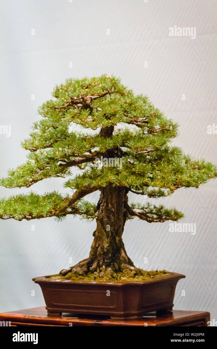 Pin sapin bonsai tree à l'Frederik Meijer Gardens bonsai show Banque D'Images