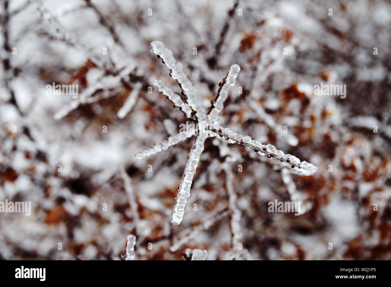 Catastrophe naturelle en forme de glace pluie est au sud de région de la partie européenne. Belle glaciation à grande échelle tout autour de Banque D'Images