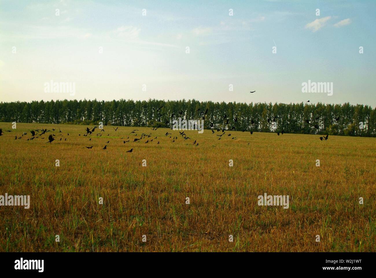 Un troupeau de tours sur un terrain en pente à l'automne, la Russie Banque D'Images