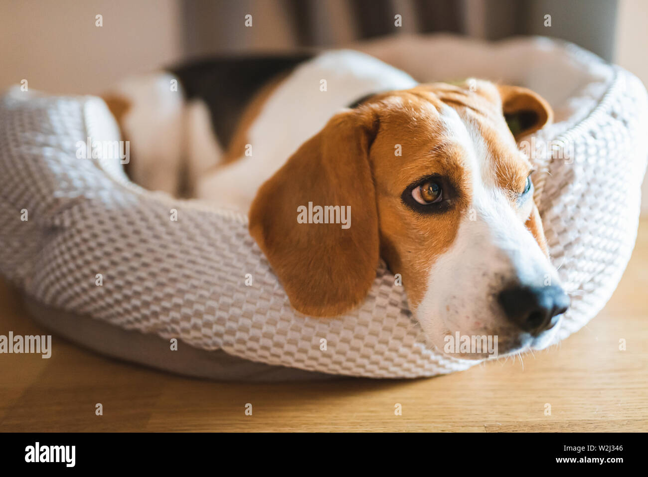 Chien De Race Beagle à Lâge De 4 Ans Lhomme Dort Sur Le