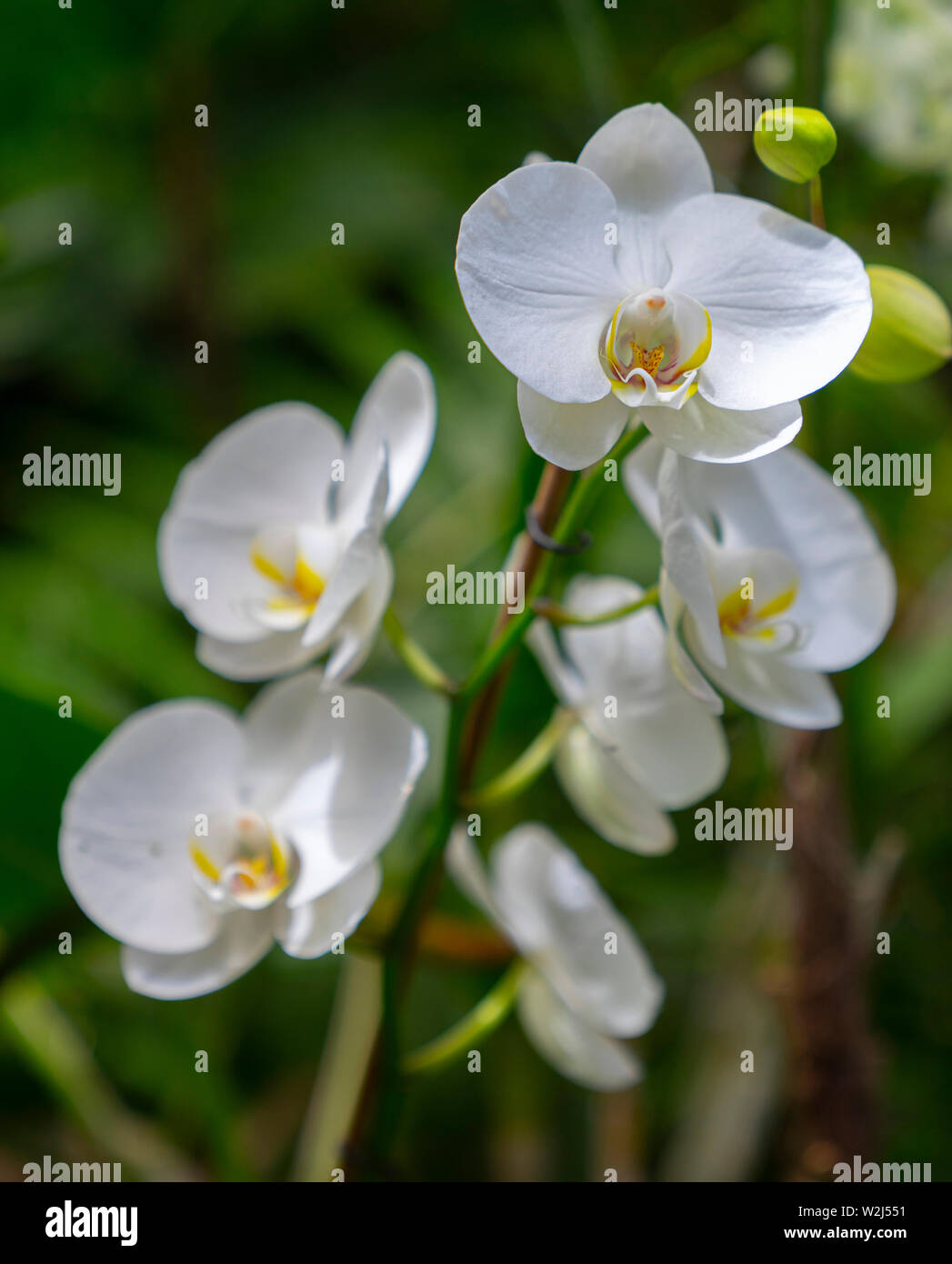 Une succursale d'une belle orchidée à l'extérieur, au milieu de la nature Banque D'Images